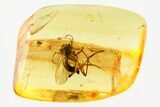 Detailed Fossil Scale Insect and Fungus Gnat in Baltic Amber #381576-1
